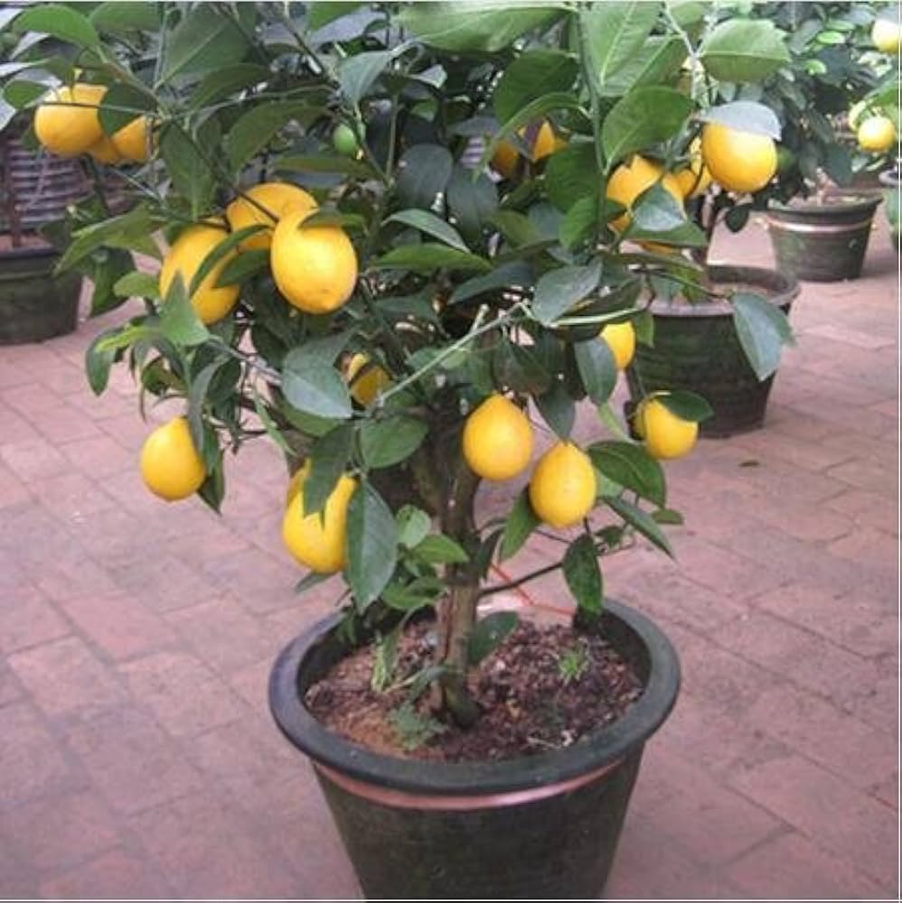 Bonsai yellow lemon tree grown from seeds with tiny citrus fruits and compact green foliage